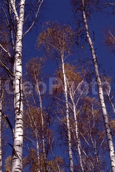 ���������� �������, ������, ������, �������, ������� �����, ������, ������, ���, ����, ������, ������, ���������� �������