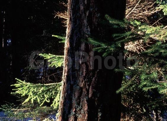 ������, �������� �������, ��������� �������, ������, ���, ����, ���, �����, �����, ����� �����, ����