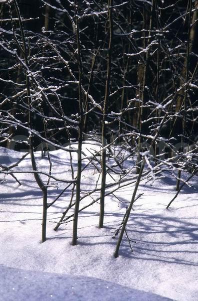 ������, ���������� �������, �����, ������, ����, ����, �����, �����, ����, ��������� ����, �����, ����������� ������, ������