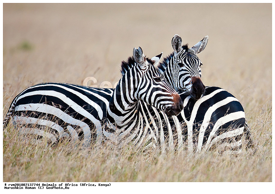 ������, �����, ����� ����, ����� �������, ��������, ����������, �����, �������������, ������, �������, ������, �������������, �����, �����, XYZ, ���������, Equidae, ���������� �����, �������� �����, Equus quagga, Equus burchelli, Equus quagga burchellii, Asinus burchellii