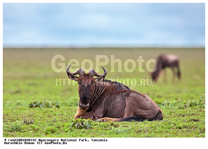 ������, ����������, ��������, ��������, �������� ���, ��������, �������������, ������