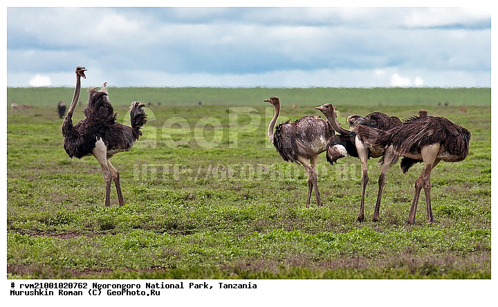 ������, ������������ ���� ���������, ���������, ��������, ����������� ������, ��������, �����, ������, ������, �����, �����, XYZ, ����������, Struthionidae, Struthio camelus, �����, �����, XYZ, ����������, Struthionidae, Struthio camelus