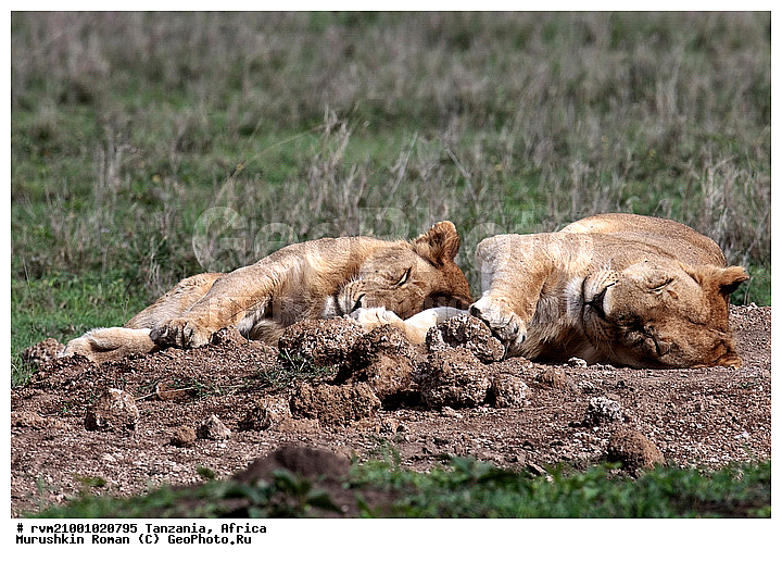 ������, ���������, ��������, ������� �����, ���, ����, ��������, ���, �������������, ����, �������, ������, ���, �����, �������������, �����, �����, XYZ, �������, Felidae, ���, Panthera leo