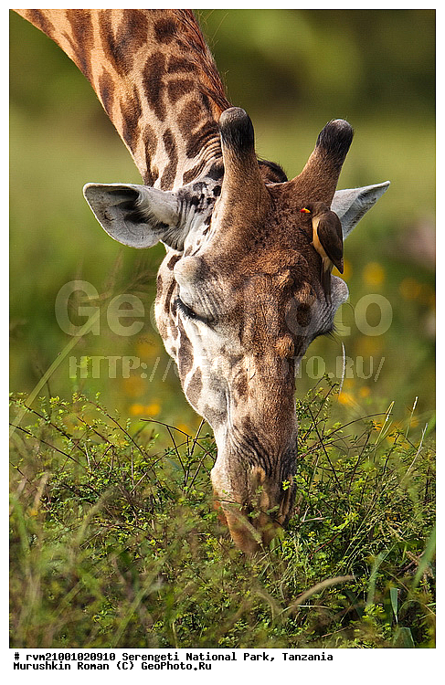 ������, ������������ ���� ���������, ���������, ��������, ������, ��������, �����, �������������, �����, ������, �����, �������������, �����, �����, XYZ, ���������, Giraffidae, Giraffa camelopardalis, �����, �������������, �����, �����, XYZ, ���������, Giraffidae, Giraffa camelopardalis, �����