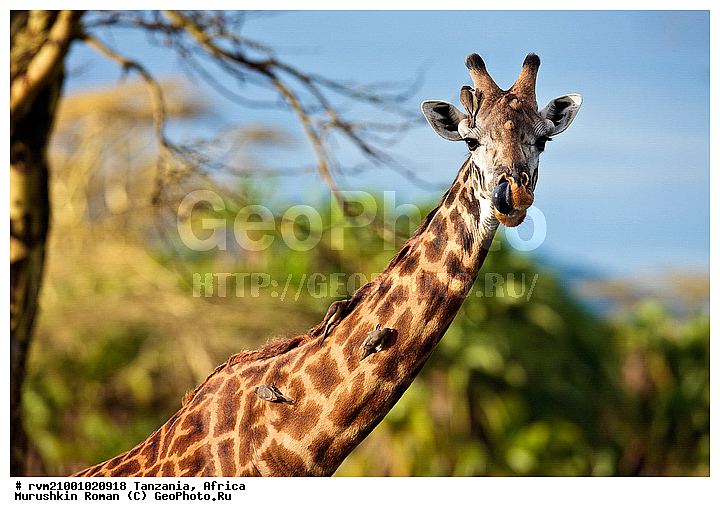 ������, ���������, ��������, ������, ��������, �����, �������������, �������������, ������, �������, ������, �������������, �����, �����, XYZ, ���������, Giraffidae, Giraffa camelopardalis, �����, �������������, �����, �����, XYZ, ���������, Giraffidae, Giraffa camelopardalis, �����