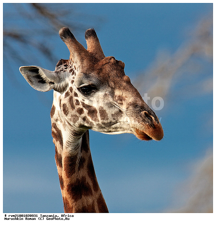 ������, ���������, ��������, ��������, �����, �������������, �������������, �������, ������, �������������, �����, �����, XYZ, ���������, Giraffidae, Giraffa camelopardalis, �����, �������������, �����, �����, XYZ, ���������, Giraffidae, Giraffa camelopardalis, �����