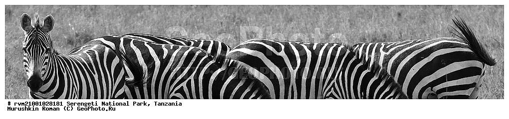 ������, ������������ ���� ���������, ���������, ��������, �����, ��������, �����, �������������, ������, ������, ������, �������������, �����, �����, XYZ, ���������, Equidae, ���������� �����, �������� �����, Equus quagga, Equus burchelli, Equus quagga burchellii, Asinus burchellii