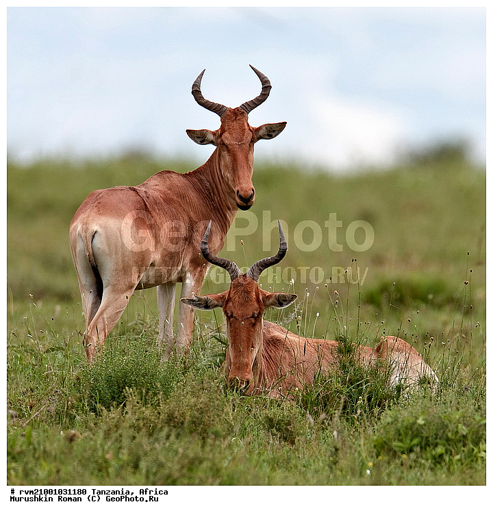 ������, ���������, ��������, ��������, �������� �������, ��������, �������, ������� ��������, �������������, �������������, ������, �����, ��������, ��������, �������������, �������������, �����, �����, XYZ, ���������, Bovidae, �������, ������� ��������, ������������ �����, Alcelaphus buselaphus, Antilope bubalis, Antilope buselaphus, Bubalis buselaphus