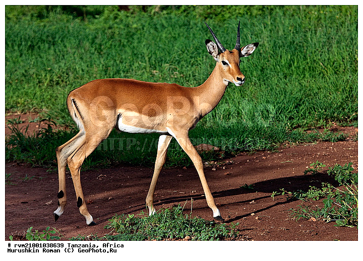 ������, ���������, ��������, ��������, �������� ������, ��������, ������, �������������, �������������, ������, ��������, ��������, �������������, �������������, �����, �����, XYZ, ���������, Bovidae, ������, ���������� ��������, Aepyceros melampus, Antilope melampus