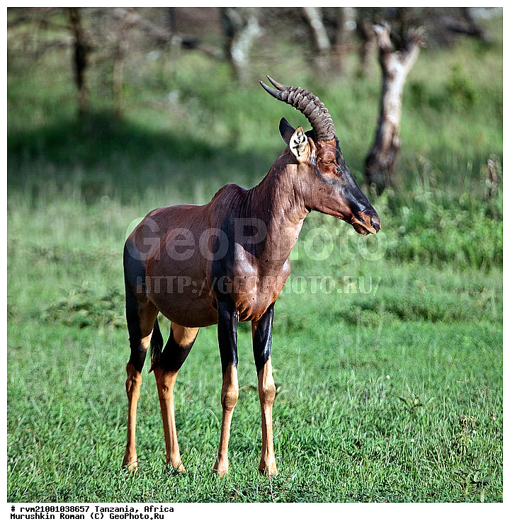 ������, ���������, ��������, ��������, �������� ����, ��������, ��������� �����, �������������, �������������, �������, ������, ����, �����, ��������, ��������, �������������, �������������, �����, �����, XYZ, ���������, Bovidae, ����, �������� ����, ��������, �������, Damaliscus lunatus