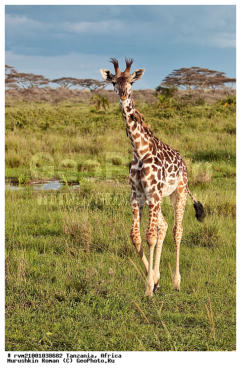 ������, ���������, ��������, ��������, �����, �������������, �������������, ������, �������, ������, �������������, �����, �����, XYZ, ���������, Giraffidae, Giraffa camelopardalis, �����, �������������, �����, �����, XYZ, ���������, Giraffidae, Giraffa camelopardalis, �����