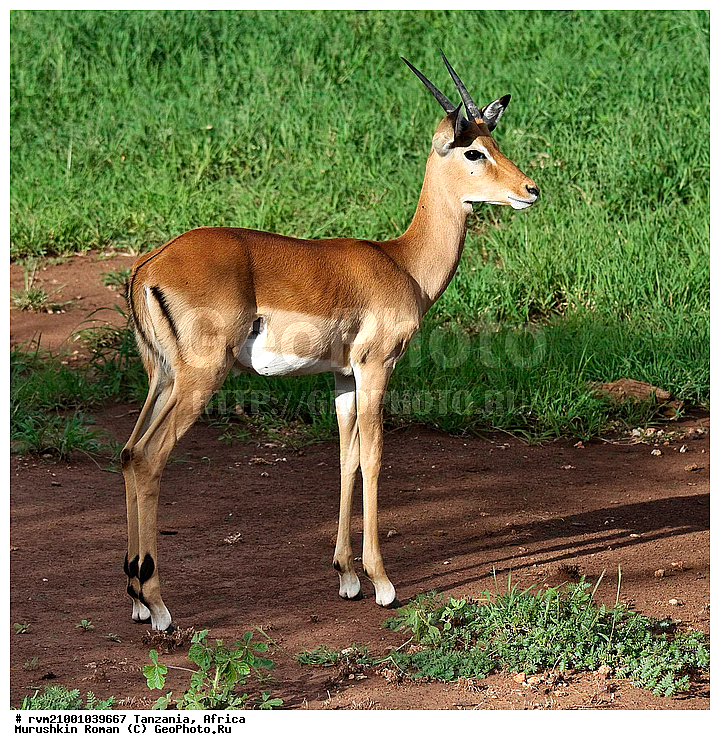 ������, ���������, ��������, ��������, �������� ������, ��������, ������, �������������, �������������, ������, ��������, ��������, �������������, �������������, �����, �����, XYZ, ���������, Bovidae, ������, ���������� ��������, Aepyceros melampus, Antilope melampus