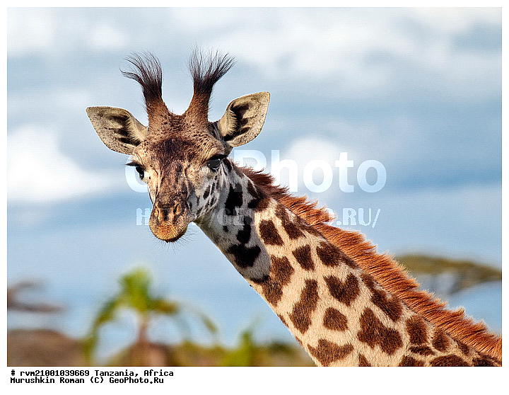 ������, ���������, ��������, ��������, �����, �������������, �������������, �������, ������, �������������, �����, �����, XYZ, ���������, Giraffidae, Giraffa camelopardalis, �����, �������������, �����, �����, XYZ, ���������, Giraffidae, Giraffa camelopardalis, �����