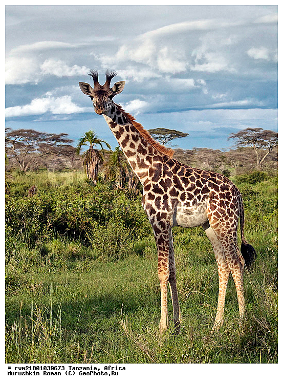 ������, ���������, ��������, ��������, �����, �������������, �������������, ������, �������, ������, �������������, �����, �����, XYZ, ���������, Giraffidae, Giraffa camelopardalis, �����, �������������, �����, �����, XYZ, ���������, Giraffidae, Giraffa camelopardalis, �����