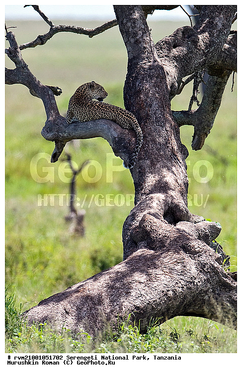 ������, ������������ ���� ���������, ���������, ��������, ��������, �������, �������������, ������, ��������, ��������, �������������, �������������, �����, �����, �������, XYZ, �������, Felidae, �������, ����, �������, Panthera pardus