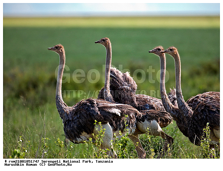 ������, ������������ ���� ���������, ���������, ��������, ����������� ������, ��������, �����, ������, ������, �����, �����, XYZ, ����������, Struthionidae, Struthio camelus, �����, �����, XYZ, ����������, Struthionidae, Struthio camelus