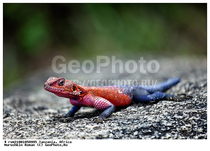 ������, ���������, ��������, �����, ����� ������, ����� ����������, ����� ������������, ��������, ������, ��������, ������, ��������, ��������, ��������������, ��������������, ��������, ��������, �������, �������, XYZ, ��������, Agamidae, ����� ������, Agama mwanzae