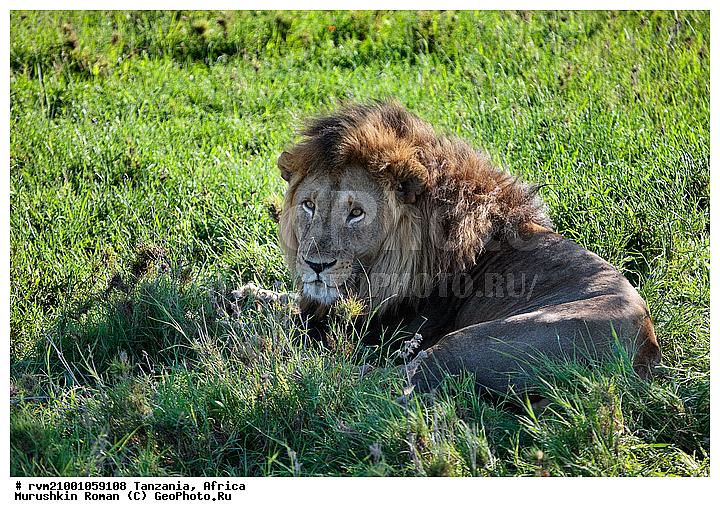 ������, ���������, ��������, ������� �����, ��������, ���, �������������, �������, ������, �����, �������������, �����, �����, XYZ, �������, Felidae, ���, Panthera leo