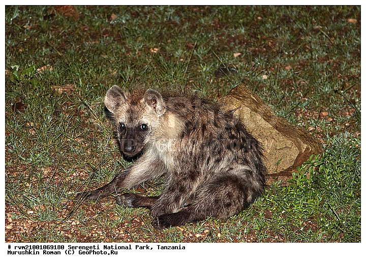 ������, ������������ ���� ���������, ���������, ��������, �����, ��������, �������������, ������, ��������, ��������, �������������, �������������, �����, �����, �������, ������, �����, ��������, Hyaenidae, ��������� �����, Crocuta crocuta, Hyaena crocuta, Canis crocuta, ��������, ��������, �������������, �������������, �����, �����, �������, ������, �����, ��������, Hyaenidae, ��������� �����, Crocuta crocuta, Hyaena crocuta, Canis crocuta, XYZ, ��������, ��������