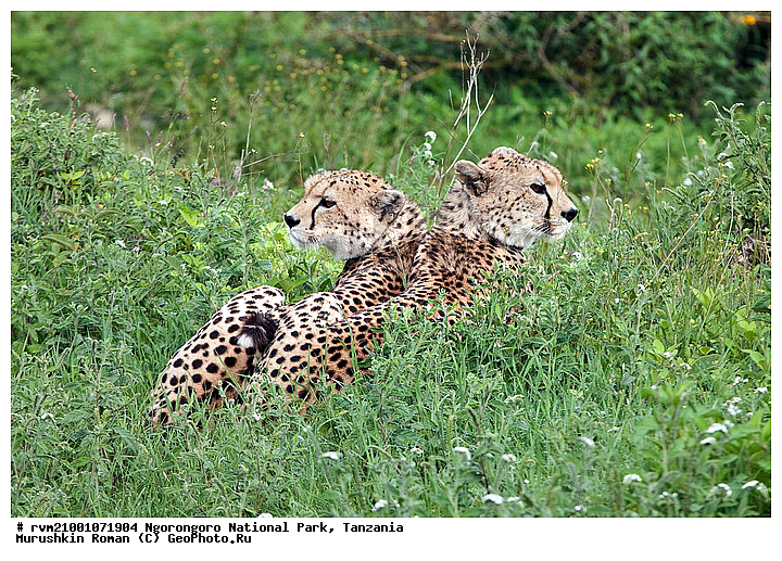 ������, ����������, ��������, ������, ��������, �������������, ����, ������, �������������, �����, �����, XYZ, �������, Felidae, ������, Acinonyx jubatus