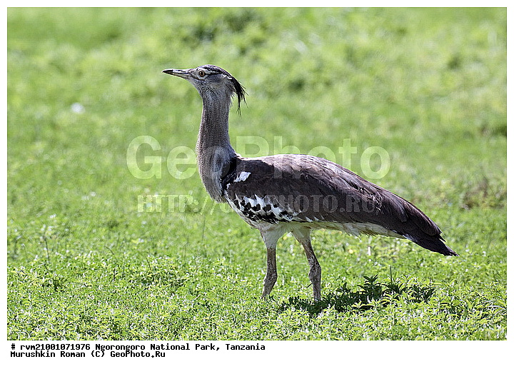 ������, ����������, ��������, �����, ��������, �����, ������, ��������, ��������, �����, �����, ��������, �����������, XYZ, ��������, Otididae, ����������� ������� �����, Ardeotis kori