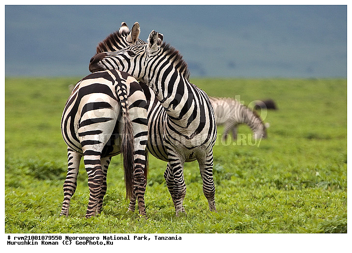 ������, ����������, ��������, ����, ��������, �����, ����, ������, �������������, �����, �����, XYZ, ���������, Equidae, ���������� �����, �������� �����, Equus quagga, Equus burchelli, �������������, �����, �����, XYZ, ���������, Equidae, ���������� �����, �������� �����, Equus quagga, Equus burchelli, Equus quagga burchellii, Asinus burchellii