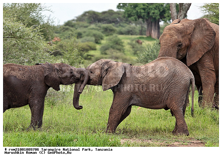 ������, ��������, ���������, ��������, �������������, ������, ����, ��������, ��������, �������������, �������������, �����, �����, XYZ, ��������, Proboscidea, �������� ����, Loxodonta africana, Elephas africanus, ��������, Elephantidae