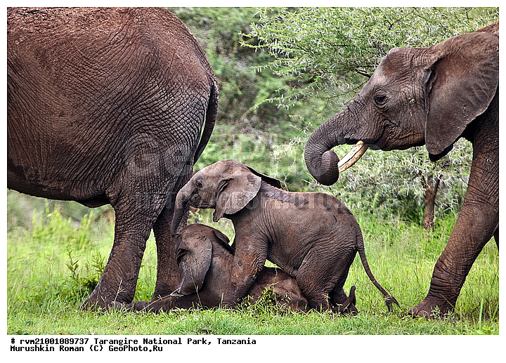 ������, ��������, ���������, ��������, �����, �������������, �������, ������, ����, ��������, ��������, �������������, �������������, �����, �����, XYZ, ��������, Proboscidea, �������� ����, Loxodonta africana, Elephas africanus, ��������, Elephantidae