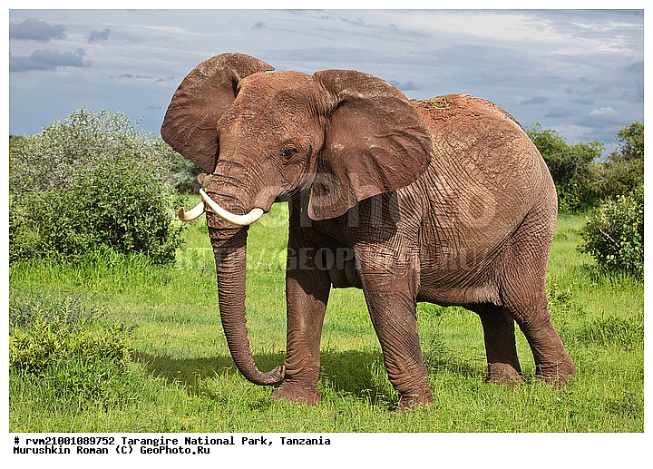 ������, ��������, ���������, ��������, �������������, �������, ������, ����, ��������, ��������, �������������, �������������, �����, �����, XYZ, ��������, Proboscidea, �������� ����, Loxodonta africana, Elephas africanus, ��������, Elephantidae