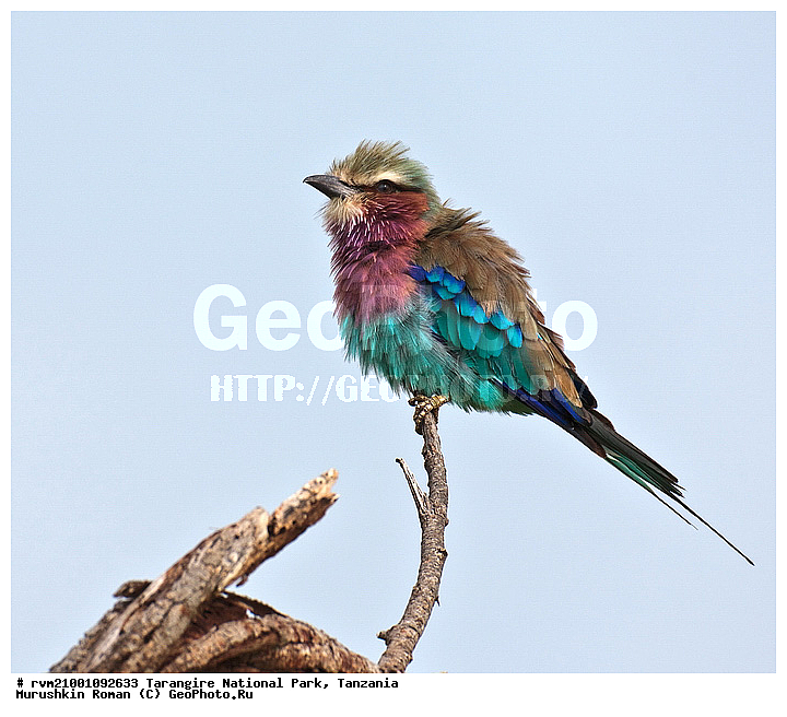 ������, ��������, ���������, ��������, �����, ������, �����������, ����������� �����������, ��������, ��������, �����, �����, ��������, �����������, XYZ, ��������������, Coraciidae, �������������� �����������, ��������������� �����������, Coracias caudata, Coracias caudatus