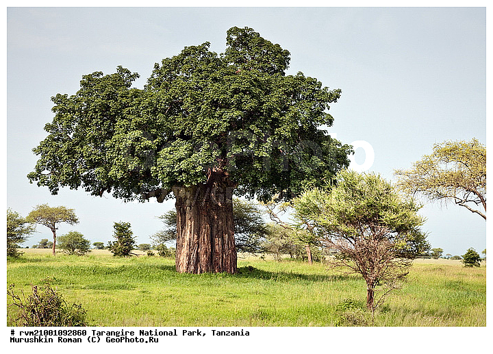 ������, ��������, ���������, ������, ������, ������, �������, ������