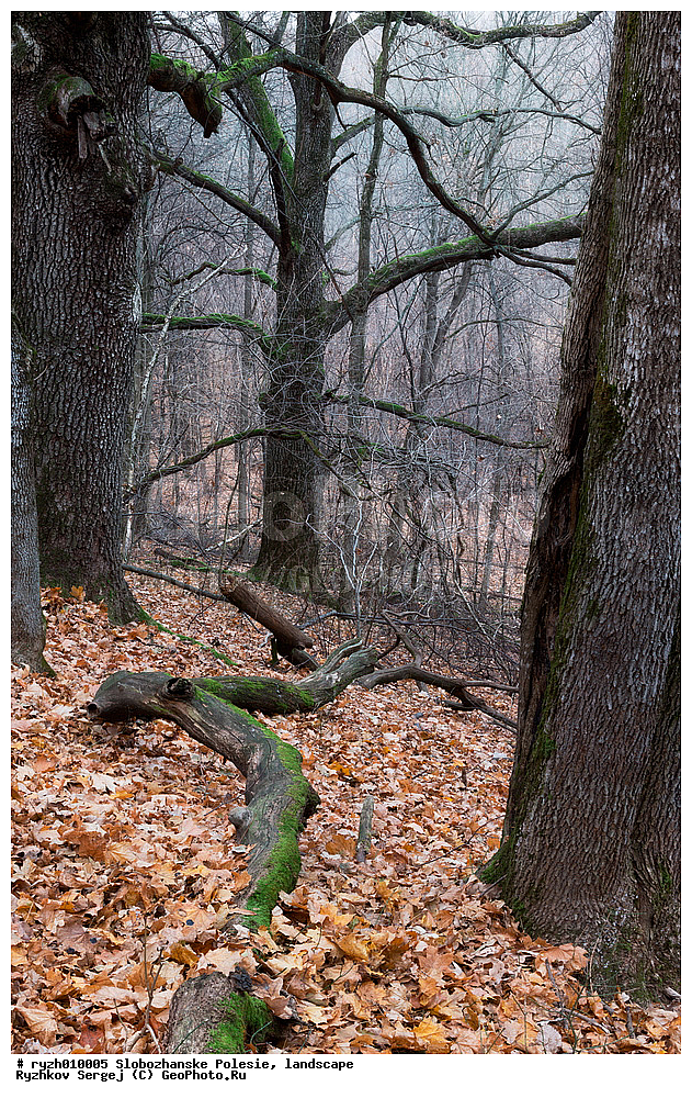 ������������, �������, ���, �������, ����, ���, �������� �������, ������������ ����, �����, ������, �������, �������