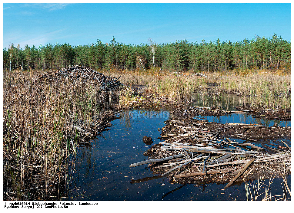  Castor fiber, ����, �����-�������� ������, ���, ������������ ����, ������������ ����, ������, �������, ������ ����, ��������, �������� ������, �������, �����