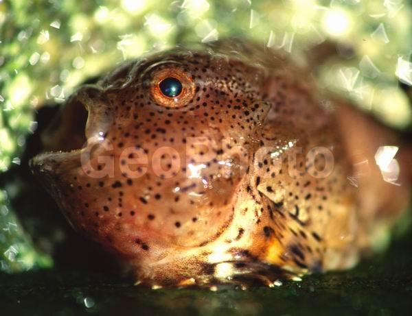 �������, ������, ����, �����, ������, ��������