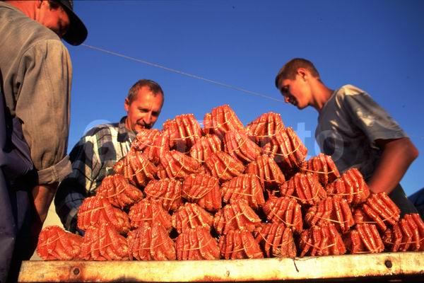 ������� ������, �������, �������� ����, �����, ����, ����, ������, ���������