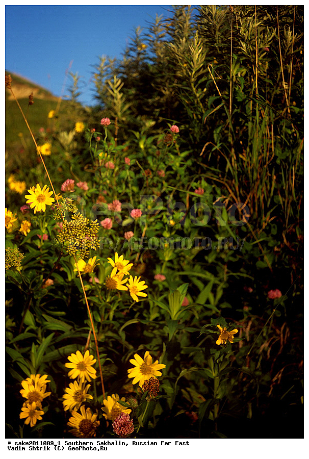 ������� ������, ������, ����� �������, ������