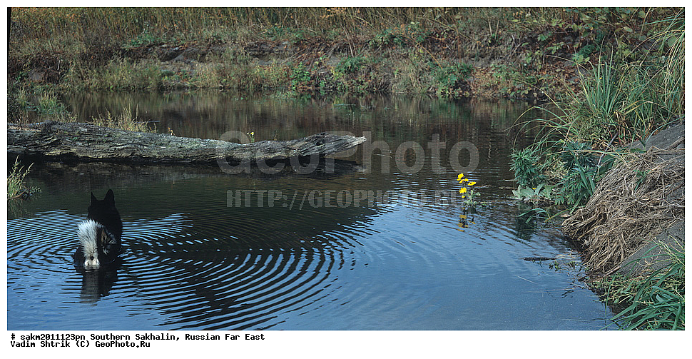 ������� ������, ������, ����� �������, ������