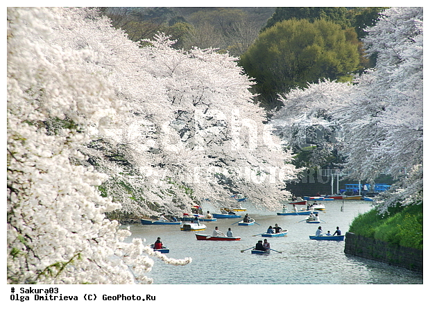 ������, �����, ������, �����, ������ ��������, �����, ���������� ��������, ������������ ��������, ������������ ��������, ������, �����, XYZ, ������������, �������, �����������, Rosaceae, ������, ����� ��������������, ����� ��������������, ������� ��������������, Prunus serrulata, ������ ��������, �����, ���������� ��������, ������������ ��������, ������������ ��������, ������, �����, XYZ, ������������, �������, �����������, Rosaceae, ������, ����� ��������������, ����� ��������������, ������� ��������������, Prunus serrulata