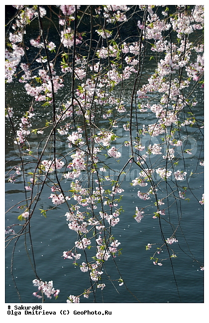 ������, �����, ������, �����, ������ ��������, �����, ���������� ��������, ������������ ��������, ������������ ��������, ������, �����, XYZ, ������������, �������, �����������, Rosaceae, ������, ����� ��������������, ����� ��������������, ������� ��������������, Prunus serrulata