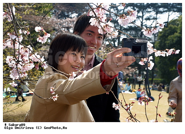 ������, �����, ������, �����, ������ ��������, �����, ���������� ��������, ������������ ��������, ������������ ��������, ������, �����, XYZ, ������������, �������, �����������, Rosaceae, ������, ����� ��������������, ����� ��������������, ������� ��������������, Prunus serrulata