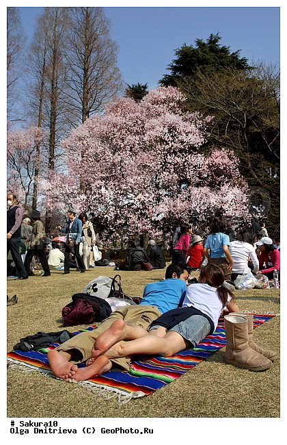 ������, �����, ������, �����, ������ ��������, �����, ���������� ��������, ������������ ��������, ������������ ��������, ������, �����, XYZ, ������������, �������, �����������, Rosaceae, ������, ����� ��������������, ����� ��������������, ������� ��������������, Prunus serrulata