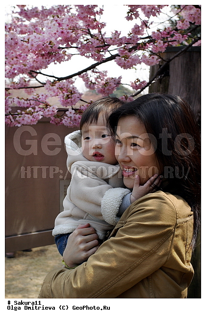 ������, �����, ������, �����, ������ ��������, �����, ���������� ��������, ������������ ��������, ������������ ��������, ������, �����, XYZ, ������������, �������, �����������, Rosaceae, ������, ����� ��������������, ����� ��������������, ������� ��������������, Prunus serrulata