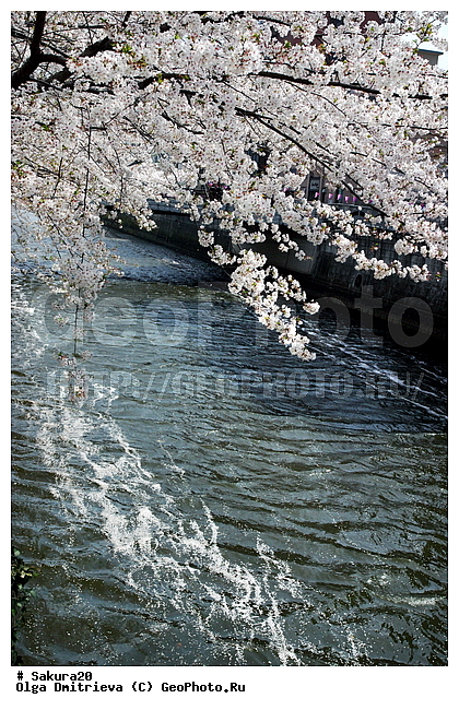 ������, �����, ������, �����, ������ ��������, �����, ���������� ��������, ������������ ��������, ������������ ��������, ������, �����, XYZ, ������������, �������, �����������, Rosaceae, ������, ����� ��������������, ����� ��������������, ������� ��������������, Prunus serrulata