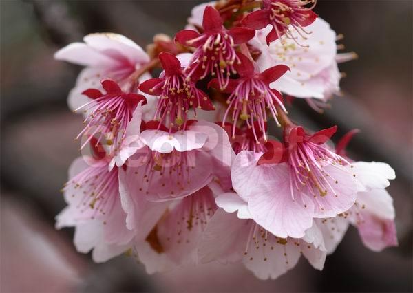 ������, �����, ������, �����, ������ ��������, �����, ���������� ��������, ������������ ��������, ������������ ��������, ������, �����, XYZ, ������������, �������, �����������, Rosaceae, ������, ����� ��������������, ����� ��������������, ������� ��������������, Prunus serrulata