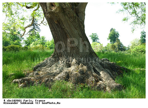 �����, �������