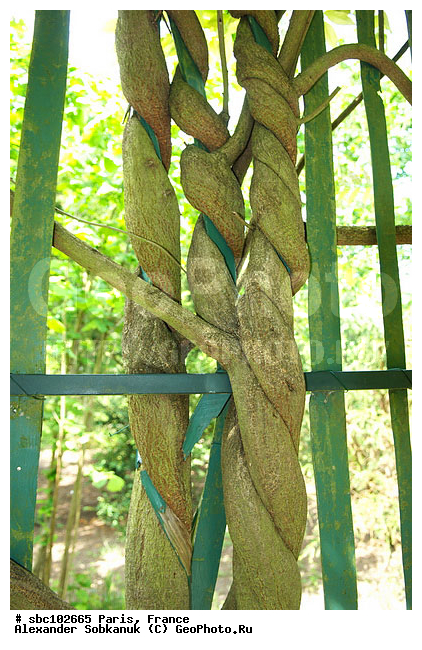 �����, �������