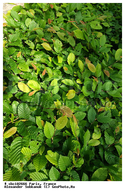 �����, �������