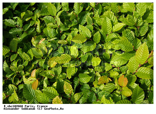 �����, �������