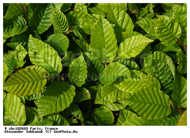 �����, �������