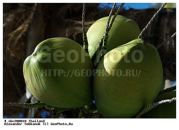 �������, ������, ��������, ����������� ��������